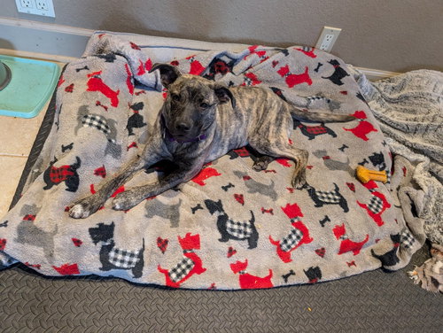 Dove Songbird, an adoptable Mountain Cur in Boston, MA