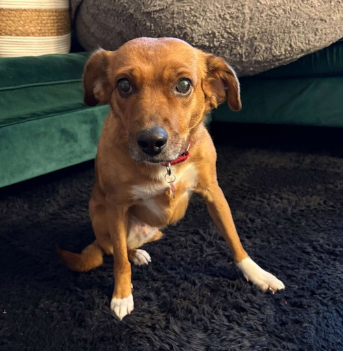 Millie, an adoptable Feist in Boston, MA