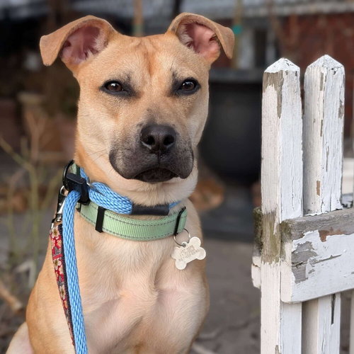 picture of the dog needing adoption