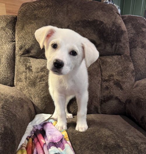 Samson, an adoptable Labrador Retriever in Boston, MA