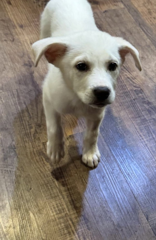 Samson