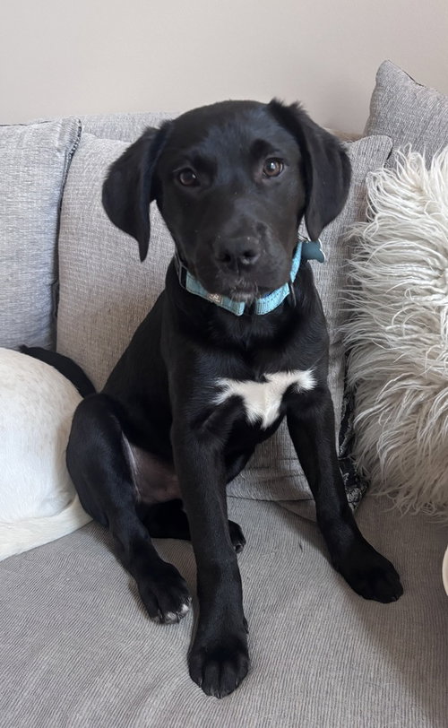 Piston Big Rig, an adoptable Labrador Retriever in Boston, MA