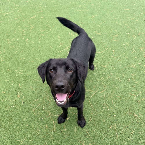 Roper, an adoptable Labrador Retriever in Boston, MA