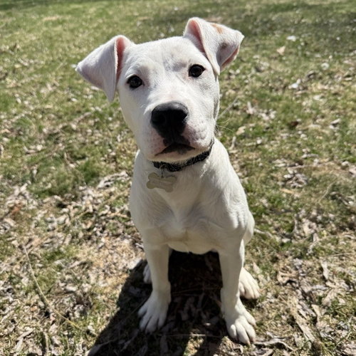 picture of the dog needing adoption