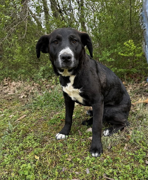 Mari Johnson, an adoptable Collie in Boston, MA