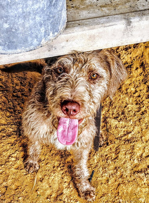 Scruffy, an adoptable German Wirehaired Pointer in Boston, MA