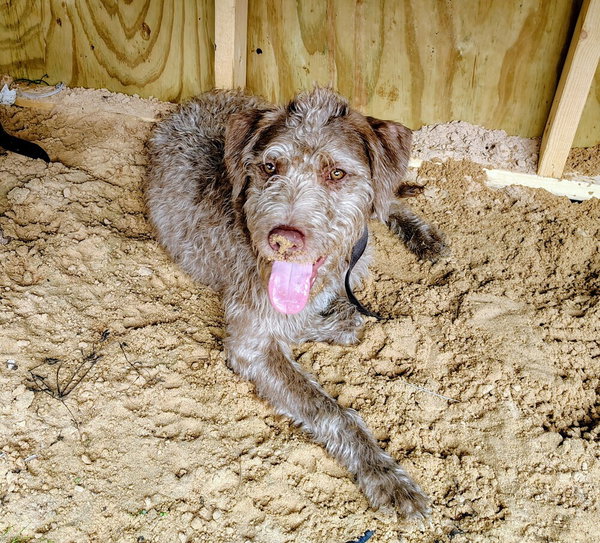 Scruffy