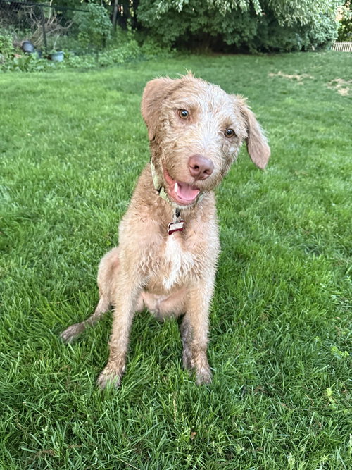 Scruffy, an adoptable German Wirehaired Pointer in Boston, MA