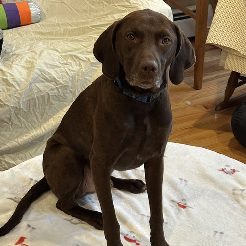 Buddy, an adoptable Labrador Retriever in Boston, MA