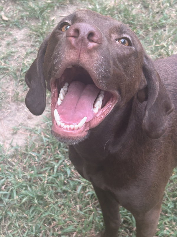 Buddy