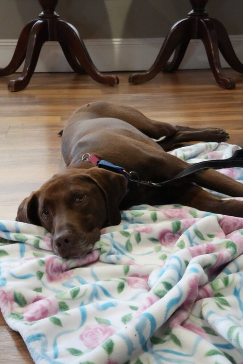 Buddy, an adoptable Labrador Retriever in Boston, MA