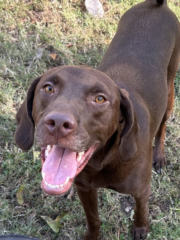 Buddy