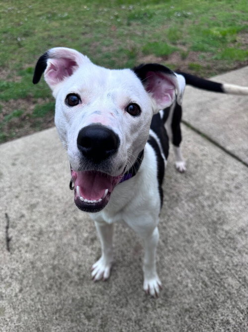 picture of the dog needing adoption