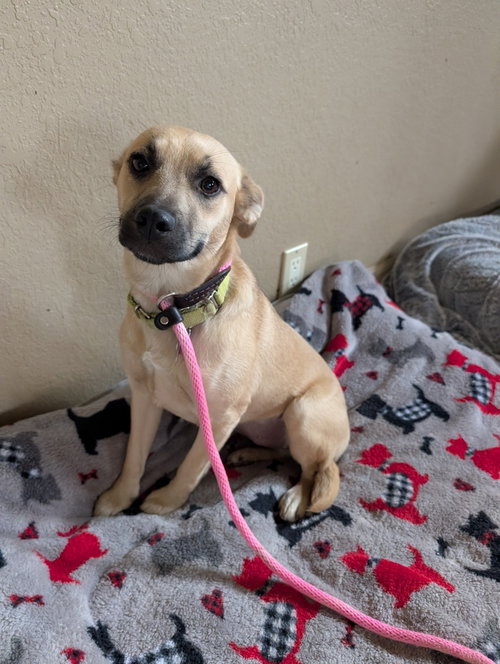 Sparrow Songbird, an adoptable Unknown breed in Boston, MA
