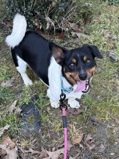picture of the dog needing adoption