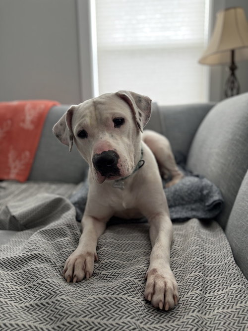 GHOST - Pit Bull Terrier available for adoption