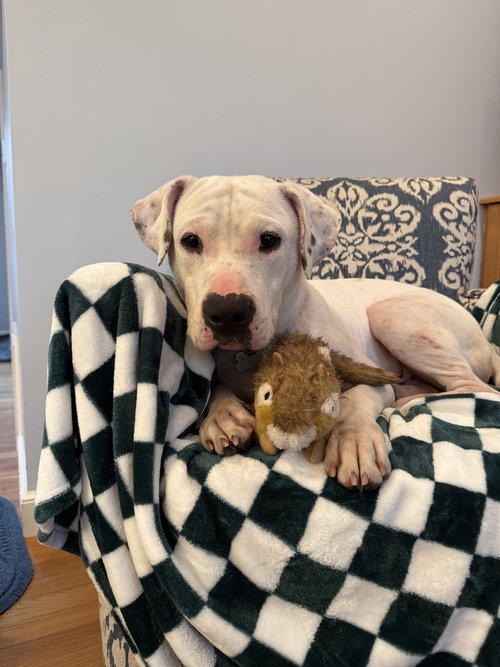 GHOST - Pit Bull Terrier available for adoption