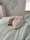 Ghost - Photo 3