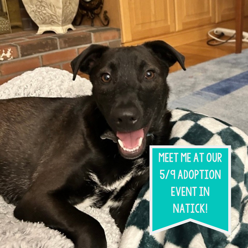 Ken Ashcraft, an adoptable Terrier in Boston, MA