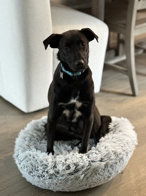 KEN ASHCRAFT - Terrier available for adoption