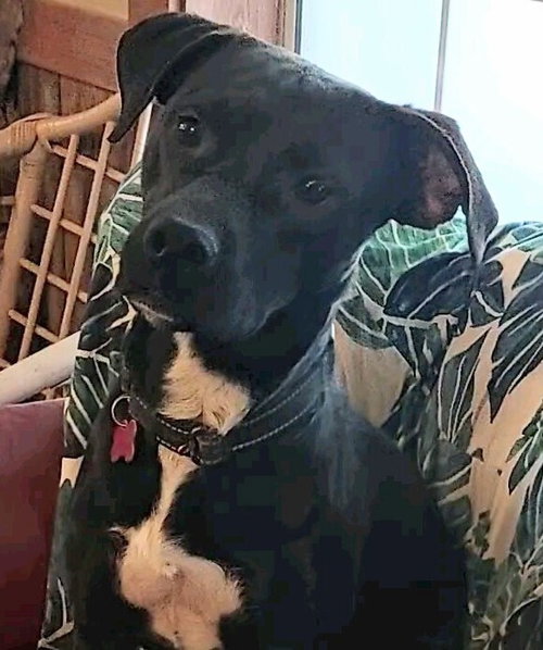 RAPHAEL - Labrador Retriever available for adoption