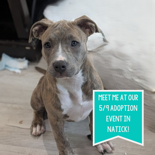 Tara T, an adoptable Pit Bull Terrier in Boston, MA