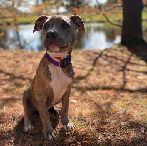 TARA T - Pit Bull Terrier available for adoption