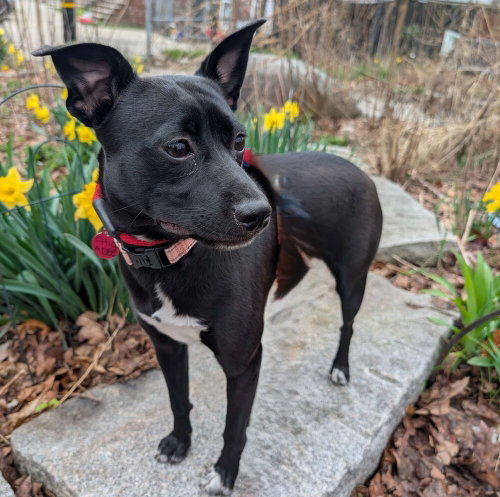 CHICKADEE SONGBIRD - Mountain Cur available for adoption