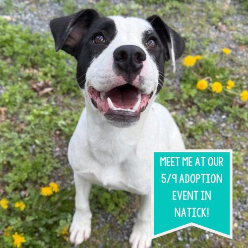Buster Bee, an adoptable Terrier in Boston, MA