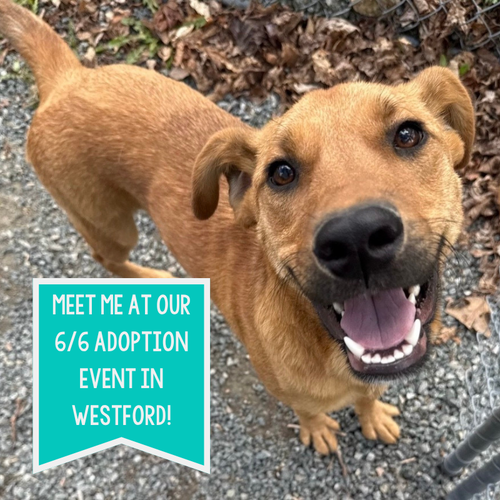 Kix, an adoptable Hound in Boston, MA