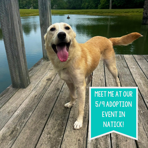 Flash, an adoptable Labrador Retriever in Boston, MA