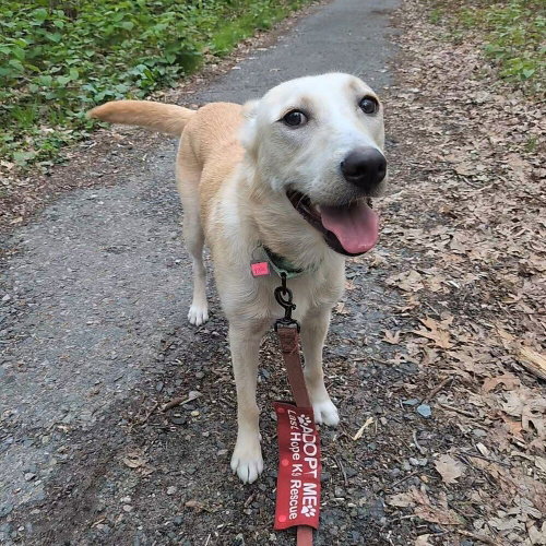 Flash, an adoptable Labrador Retriever in Boston, MA