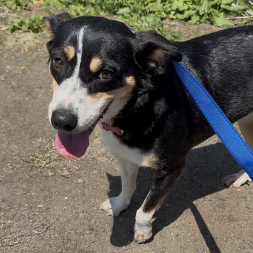 ROXY - Feist available for adoption
