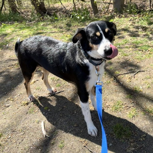 ROXY - Feist available for adoption