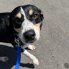 Roxy - Photo 3