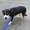 Roxy - Photo 4