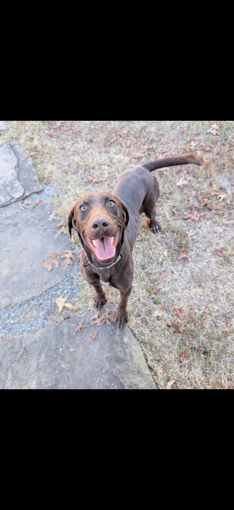 KOI - Labrador Retriever available for adoption