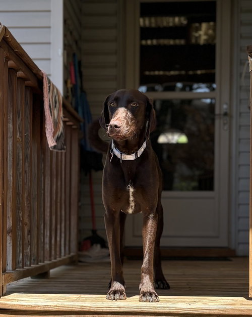 KOI - Labrador Retriever available for adoption