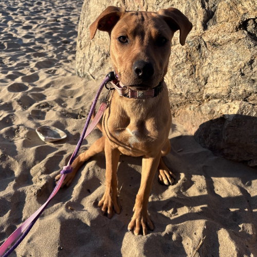 LAURALYE - Labrador Retriever available for adoption