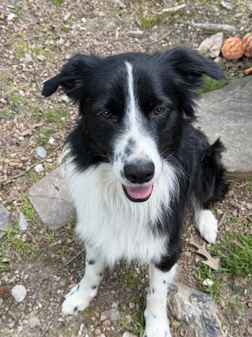 PORTLAND - Border Collie available for adoption