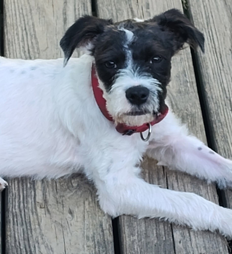 Rascal Image