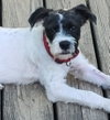 Rascal - Photo 1