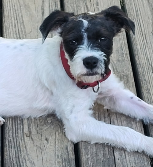 Rascal, an adoptable Jack Russell Terrier in Boston, MA