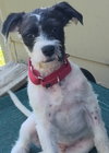 Rascal - Photo 2