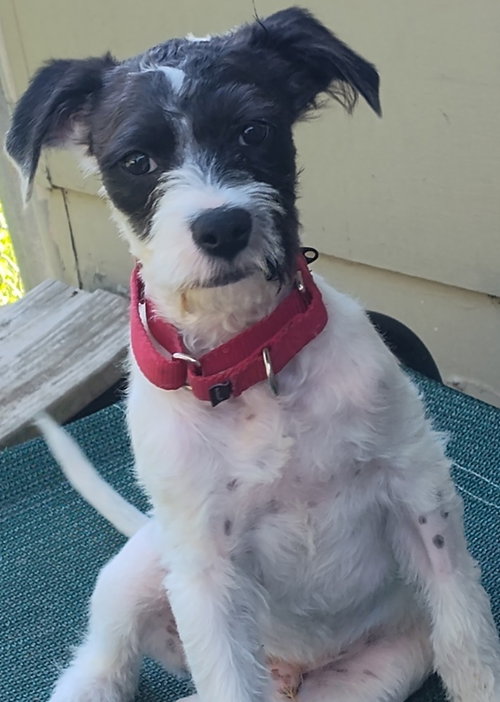 RASCAL - Jack Russell Terrier available for adoption