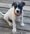 Rascal - Photo 3