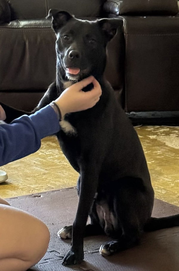 Ari