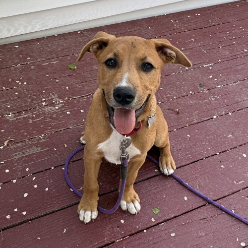 Malachite Butterfly, an adoptable Labrador Retriever in Boston, MA
