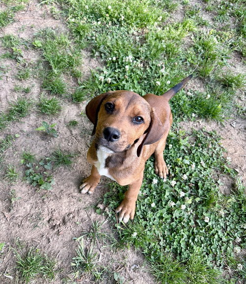 WILSON - Hound available for adoption