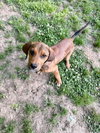 Wilson - Photo 4